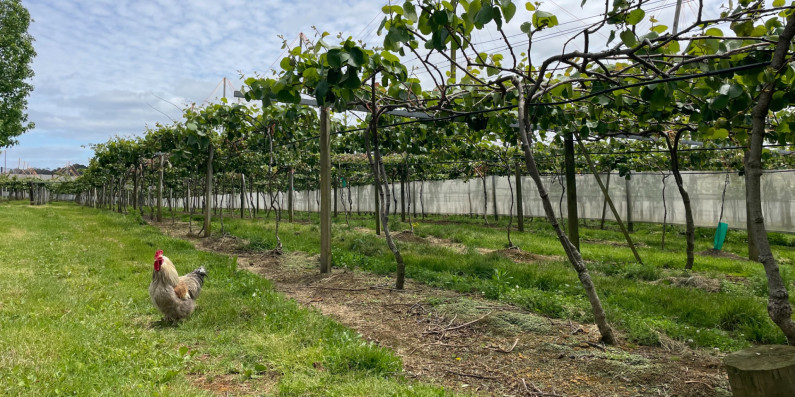 Rooster in front of a row of trees in an orchard