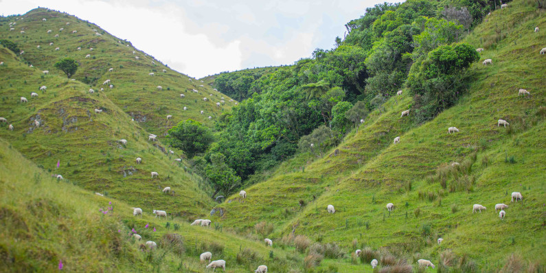 Sheep on a farm