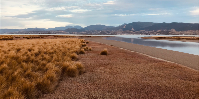 Tasman bay coastal wetland