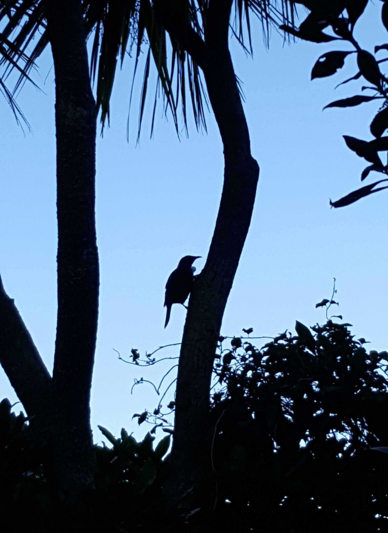 Tui on a tree