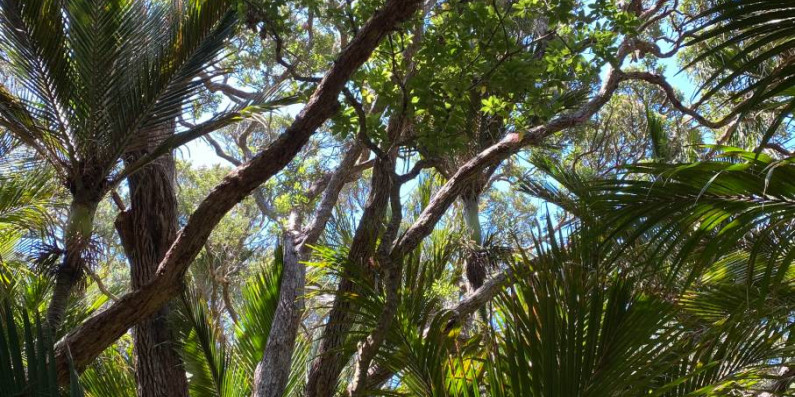 View through trees and branches to the sky