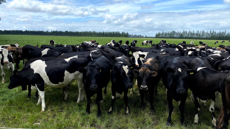 cows on farm