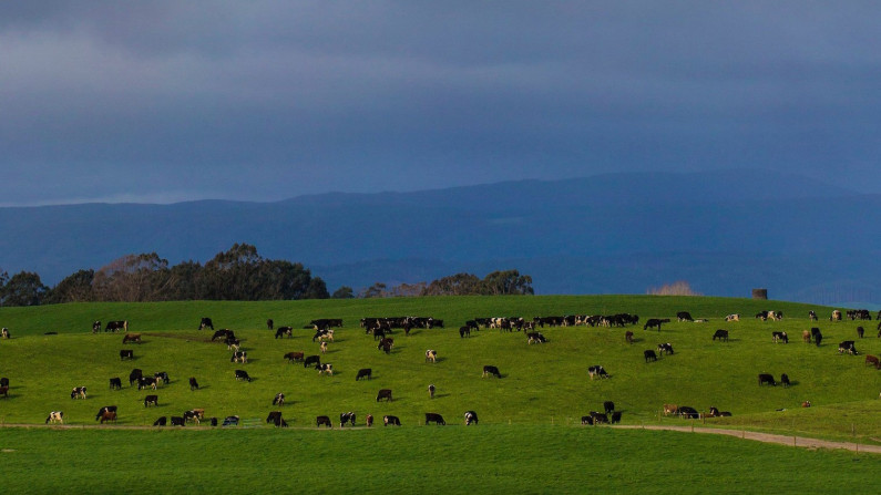 View of cows at Craggy range