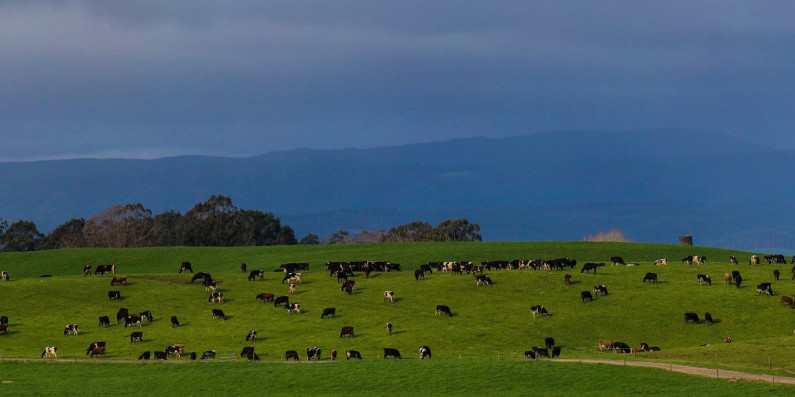 View of cows at Craggy range