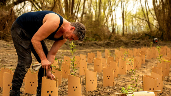 farmer planting small trees