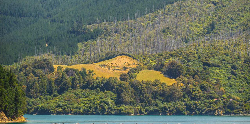 forest on a hill including pine with a lake in the foreground