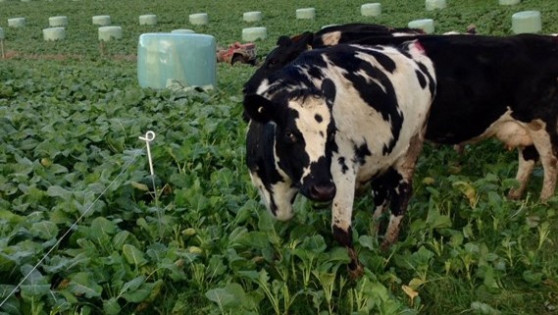 Intensive winter grazing of cows. 