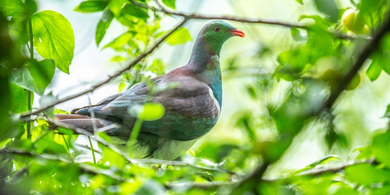 Kereru sitting in a tree