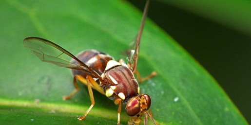 Illustration of Addressing Fruit Fly Issues In Households
