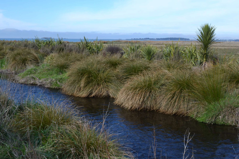 riparian planting along a stream