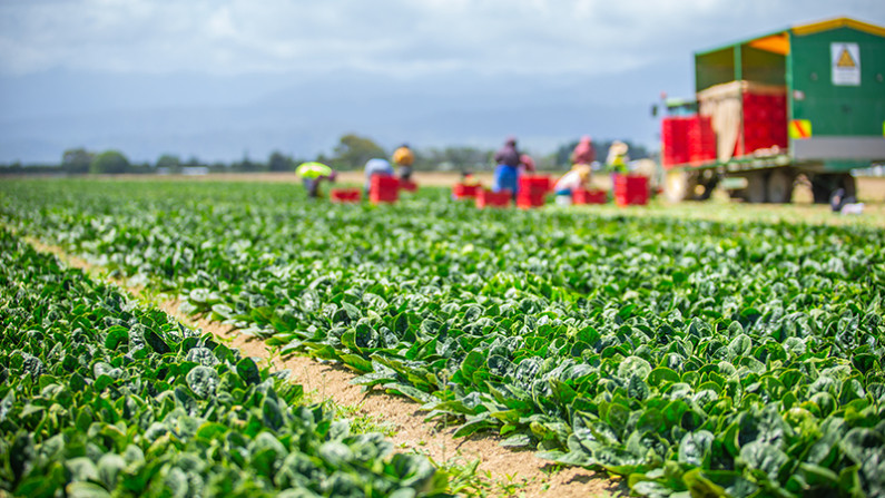 vege market garden in levin