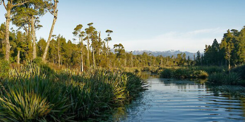 Wetland creek leading to Lake Mahinapua, Hokitika, West Coast, Sought island, New Zealand.