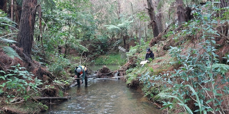 Two people monitoring streams within northen Auckland for freshwater mussels.