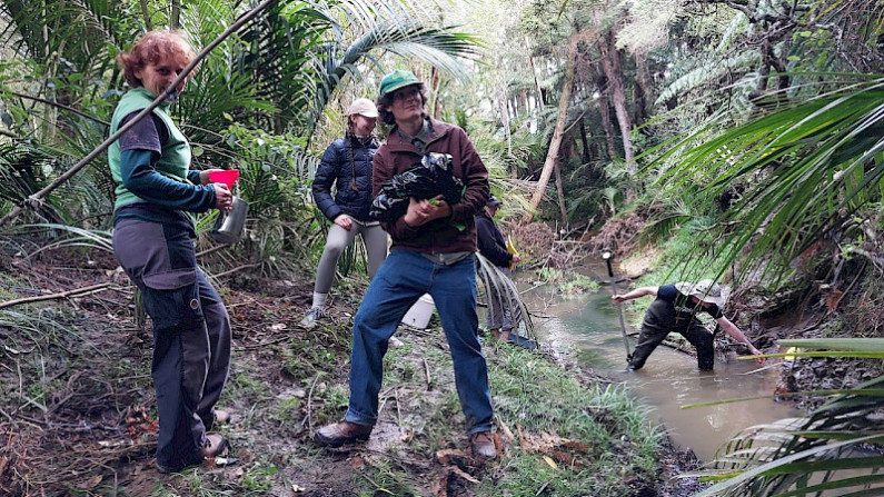The Kaipātiki Project at a stream, looking for freshwater mussels to count.
