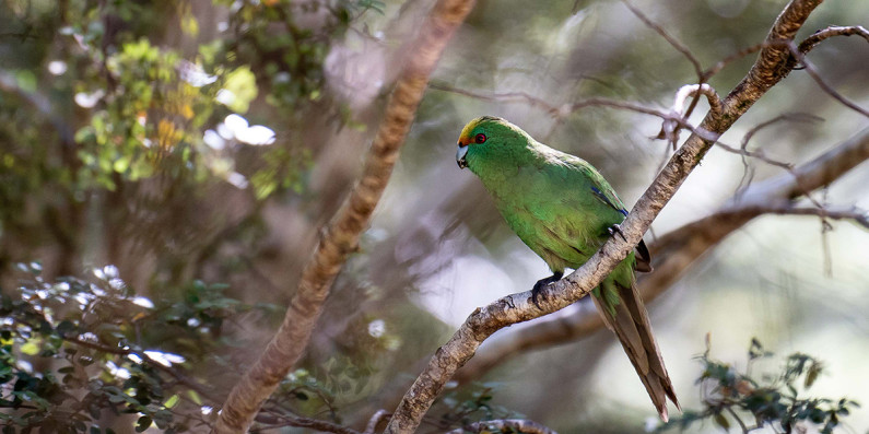 Kākāriki Karaka bird spotted sitting in a tree.