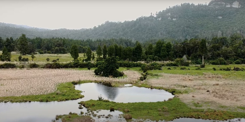 Tree planting at Punungairo/Bullock Creek.