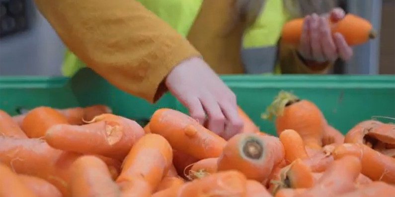 Lots of carrots in a bin being rescued.