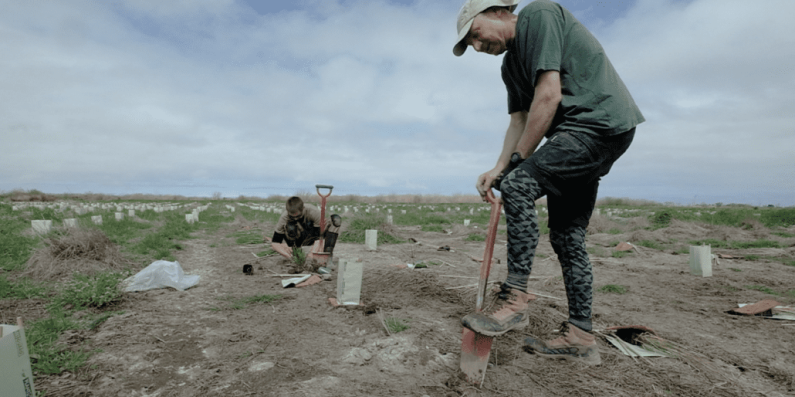 Two people with shovels digging holes to plant trees.